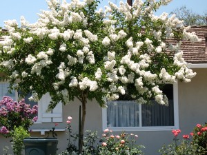White blossom tree 